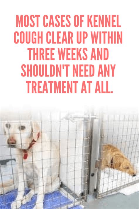 Kennel Cough – Prevention, Symptoms, Diagnosis & Treatment