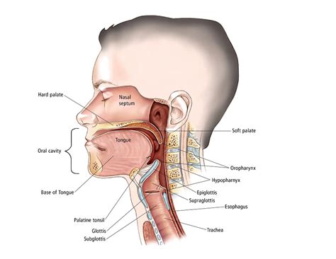 An Overview of Head and Neck Cancers - Thunda Funda