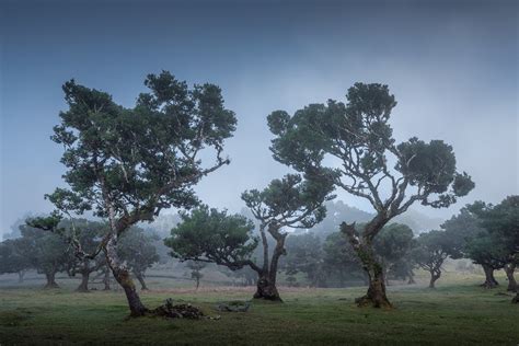 Lisa's World: Enchanting Photos of Madeira’s Ancient Fanal Forest ...