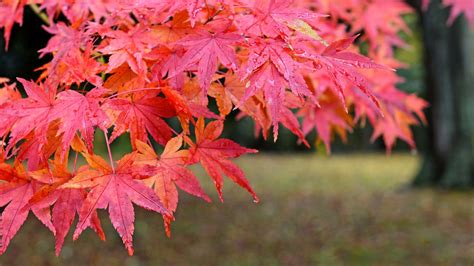 Japanese Red Maple: An Autumn Staple • Arbor Day Blog