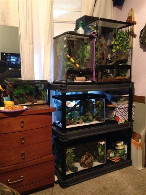 My crested gecko set up in my bedroom. 5 geckos total. Each in their ...