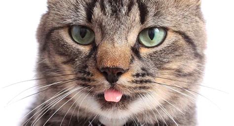 Why Do Cats Stick Their Tongue Out? A Complete Guide