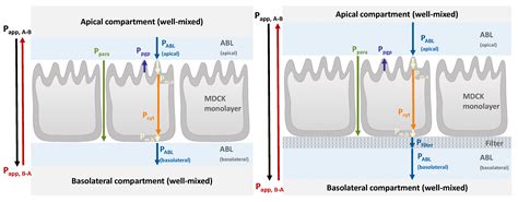 Pharmaceutics | Free Full-Text | Effects of Aqueous Boundary Layers and Paracellular Transport ...