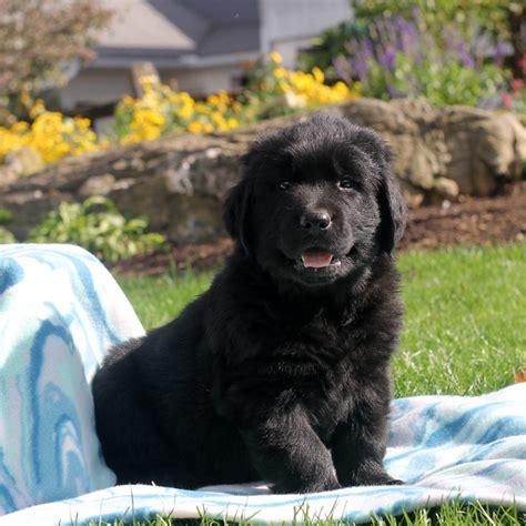 Golden Newfie Puppies for Sale | Greenfield Puppies