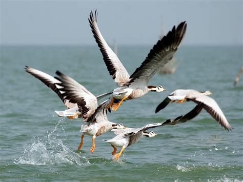 Chilika Lake becomes favourite destination for rare Irrawaddy Dolphins | Science-Environment