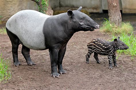 Malayan Tapirs: Meet them at Zoo Leipzig!