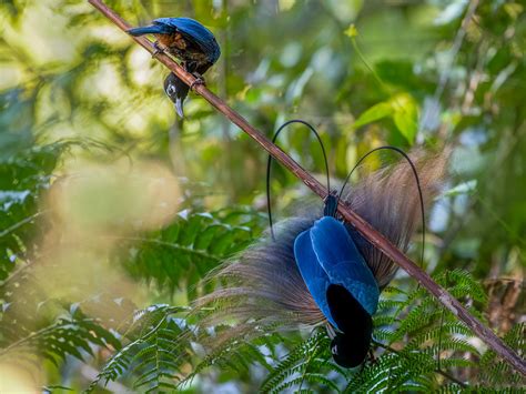 Blue bird-of-paradise - eBird