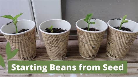 Sprout Bean Plant In Pot