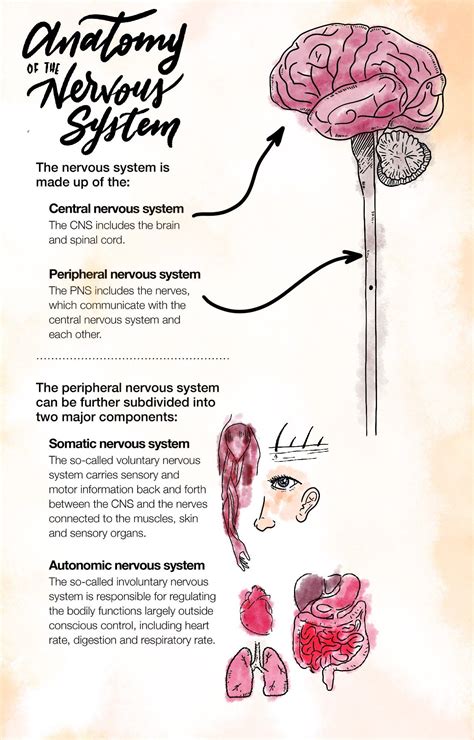 Nerve Regeneration: Possible to Reverse the Effects of Nerve Damage in 2021 | Peripheral nerve ...