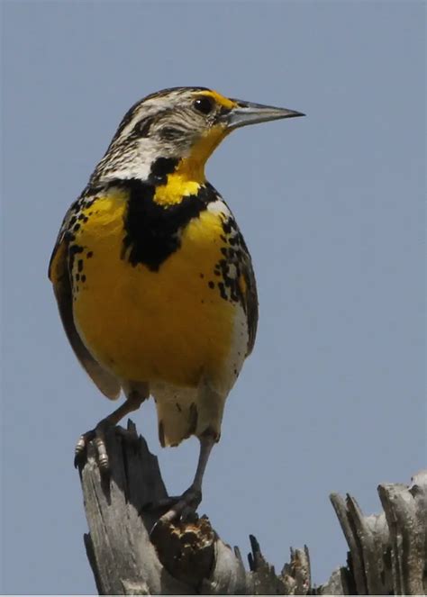 Wyoming State Bird | Western Meadowlark