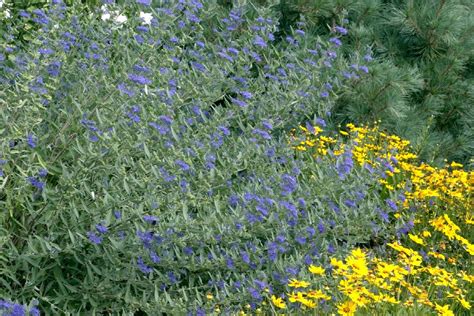 Blue Mist Bluebeard, Caryopteris x clandonensis 'Blue Mist', Monrovia Plant