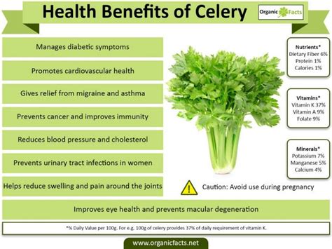 Benefits of Celery | Nikki Kuban Minton