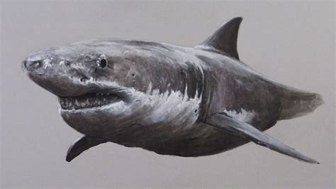 How To Draw Great White Sharks