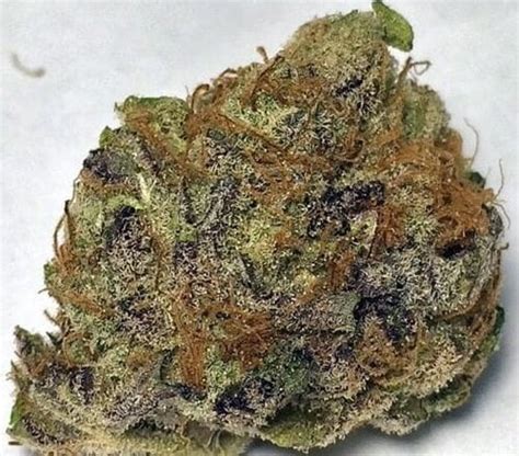 Pink Champagne Strain | Pink Champagne Seeds From