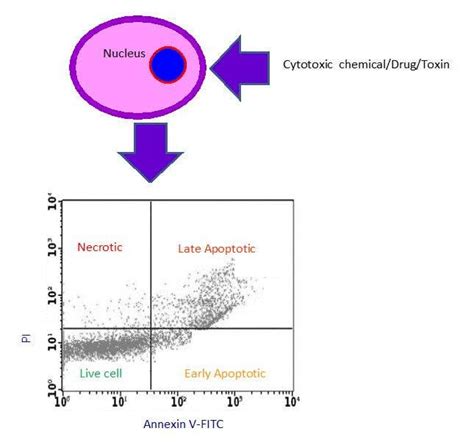 3.4: Different Cytotoxicity Assays - Chemistry LibreTexts