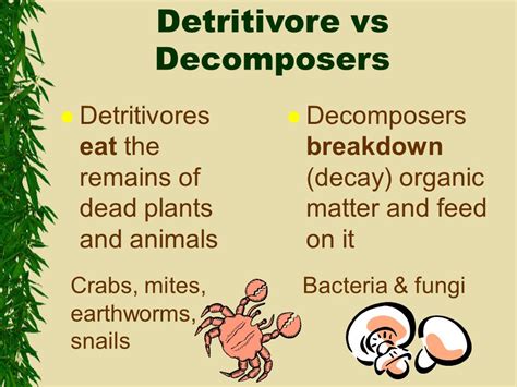 Decomposer | Definition, Structure , Types & Functions