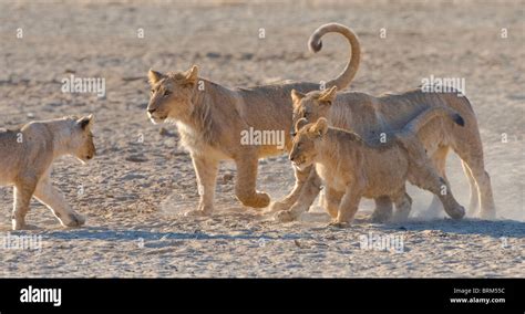 Lion cubs with mother Stock Photo - Alamy