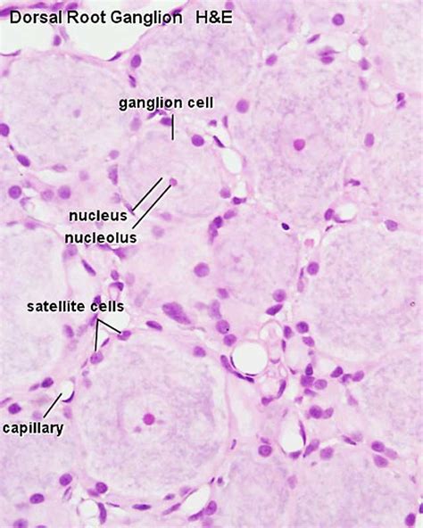 File:Dorsal root ganglion histology 01.jpg - Embryology