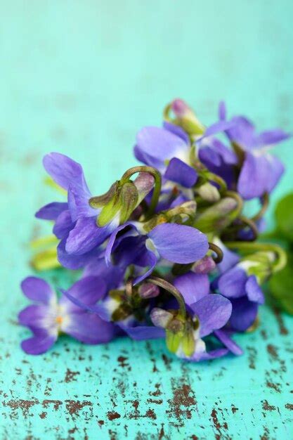 Premium Photo | Violets flowers on blue background