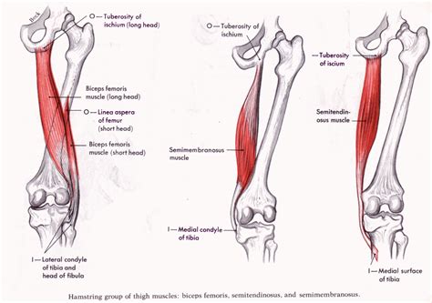 Training To Prevent Hamstring Injuries » Movement as Medicine