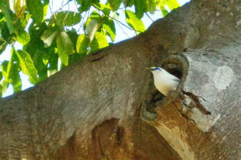 Official Bali starling sanctuary protection nears Indonesian government ...