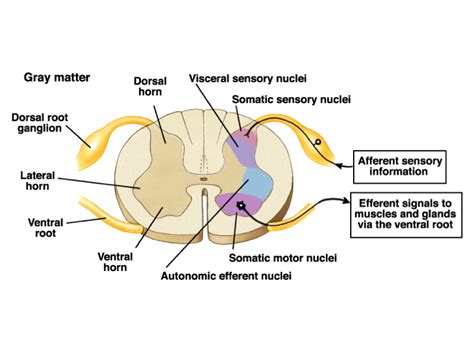 Print The spinal cord and tracts flashcards | Easy Notecards