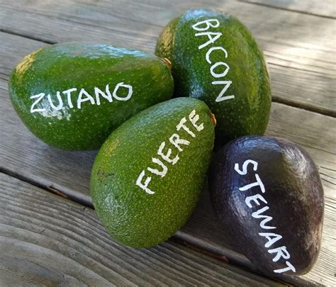 The Fuerte avocado tree: a profile - Greg Alder's Yard Posts: Southern California food gardening