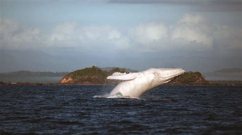 Migaloo, where art thou? Why haven't we seen the white whale?