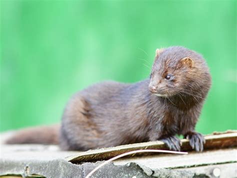 American Mink Facts, Habitat, Diet, Pictures - Coniferous Forest