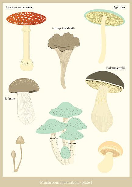 Best Mycology Illustrations, Royalty-Free Vector Graphics & Clip Art ...