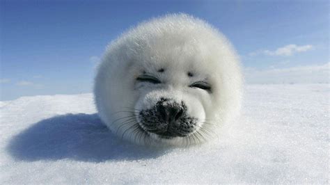 Baby Seal Wallpapers - Wallpaper Cave