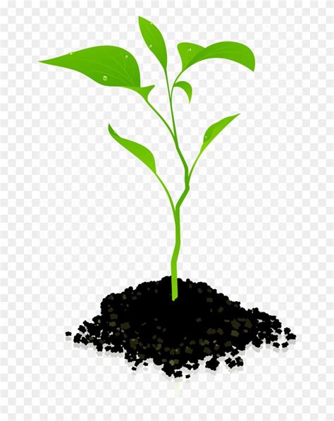 plant clipart png - Clip Art Library