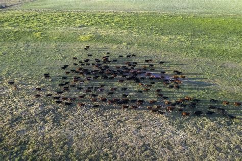 an aerial view of a herd of cattle in a field 26596588 Stock Photo at ...