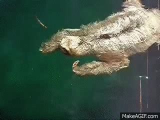 Sloth Swimming Gif