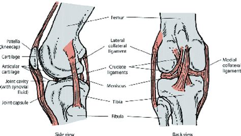 1: Components of a Feline Stifle Joint (Taken from MSD Veterinary ...