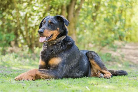 Beauceron: Dog breed characteristics & care