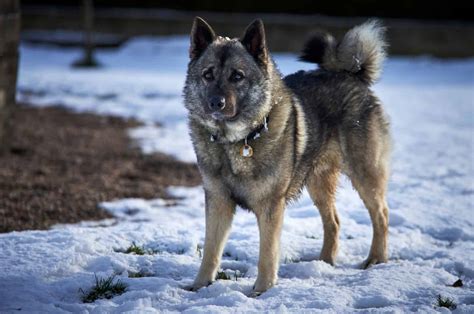 17 Norwegian Elkhound Mixes You Will Love