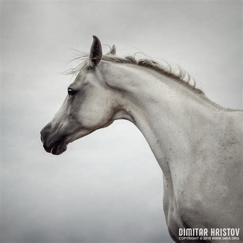 Arabian Horse Portrait - 54ka [photo blog]