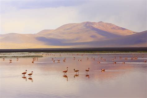 Impressive Laguna colorada - Red lake reflection, Andean Flamingos birds and Idyllic Altiplano ...