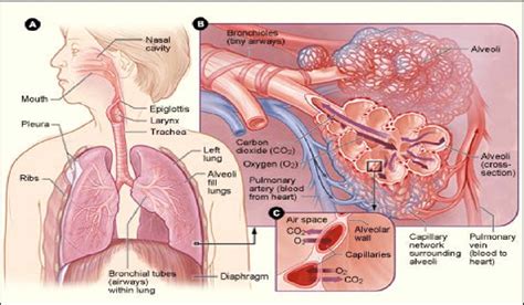 1); (a) The respiratory structures in the body, (b) an enlarged image... | Download Scientific ...