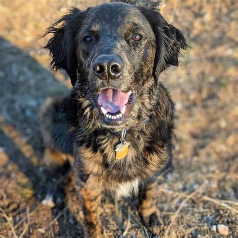 Are Australian Shepherd Lab Mix Good Dogs