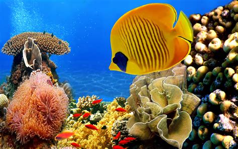 Coral reef fish | Earth Blog