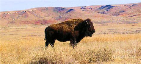 Majestic Buffalo in Kansas Photograph by Cheryl Poland - Fine Art America