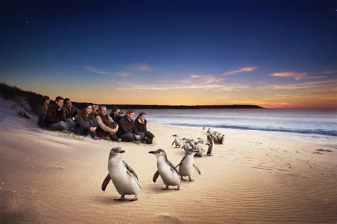 Mumbai News Network Latest News: Phillip Island Penguin Parade goes global