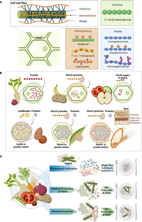 Frontiers | Intrinsic dietary fibers and the gut microbiome: Rediscovering the benefits of the ...