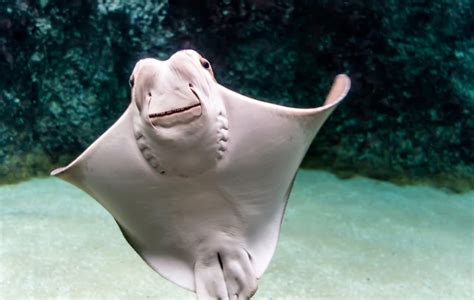 Cownose Ray - Facts, Habitat, Diet, Conservation, & More - American Oceans