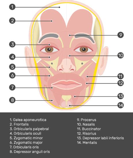 Frontalis Muscle - Attachments, Actions & Innervation | GetBodySmart