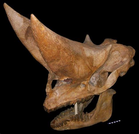 Arsinoitherium - The Twin Horned Mammal