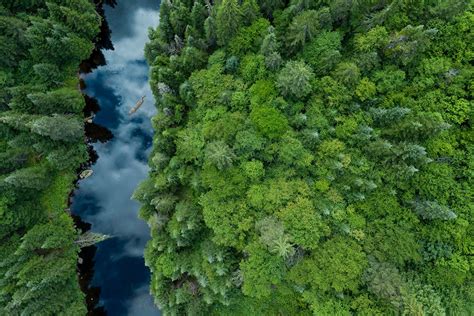 Climate Change's Dangerous Effects on the Boreal Forest - JSTOR Daily