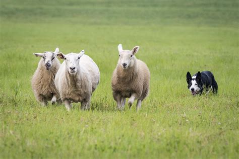 Sheep herding sport grows, takes hold in Mora | News | presspubs.com